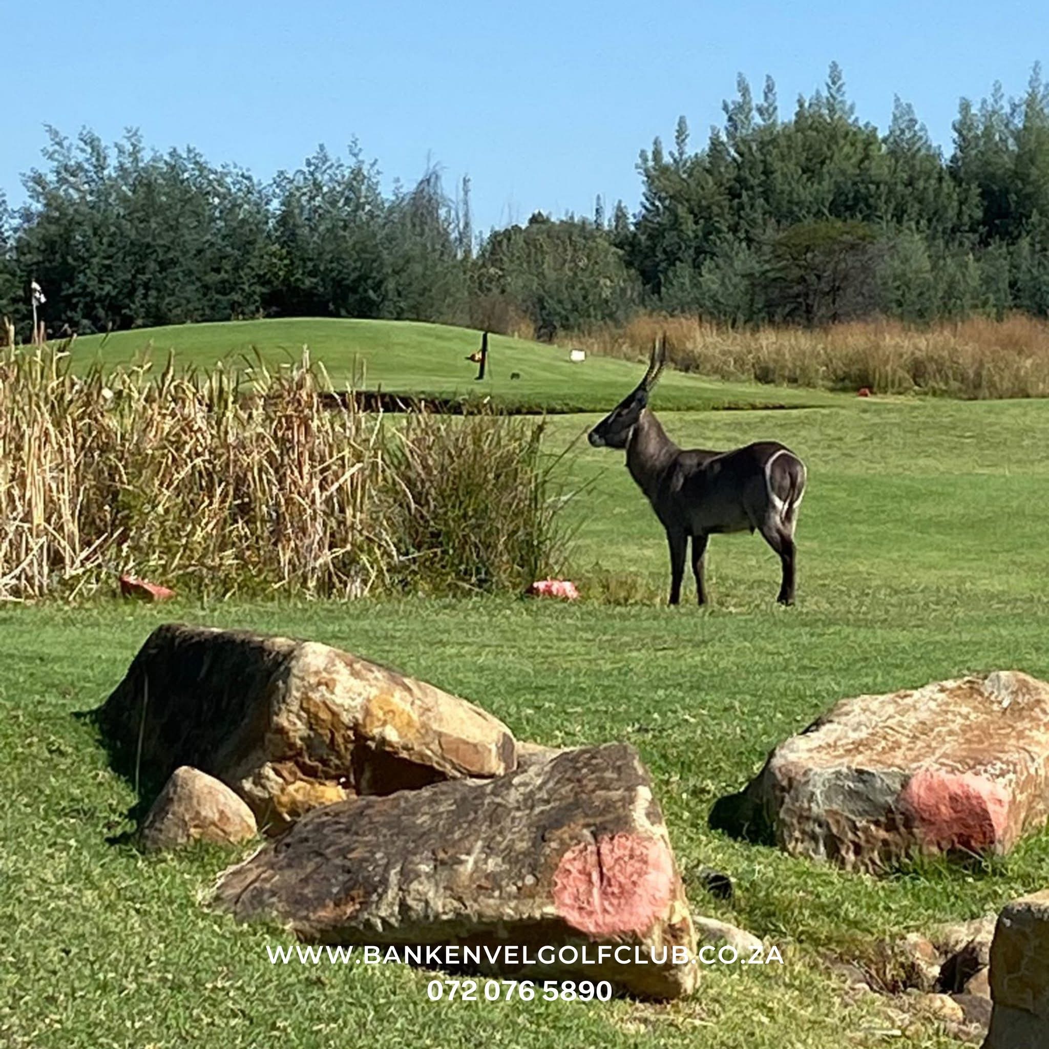 Antelope grazing on the estate