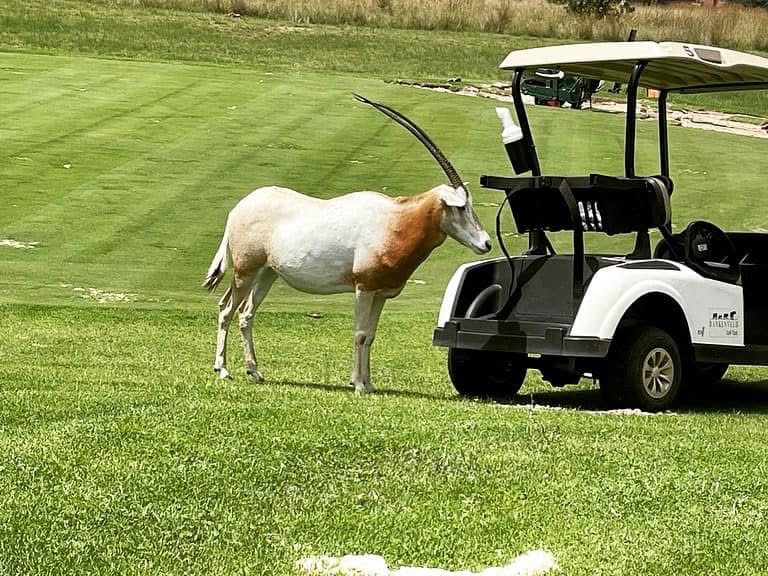 Bankenveld — Gemsbok beside a golf cart