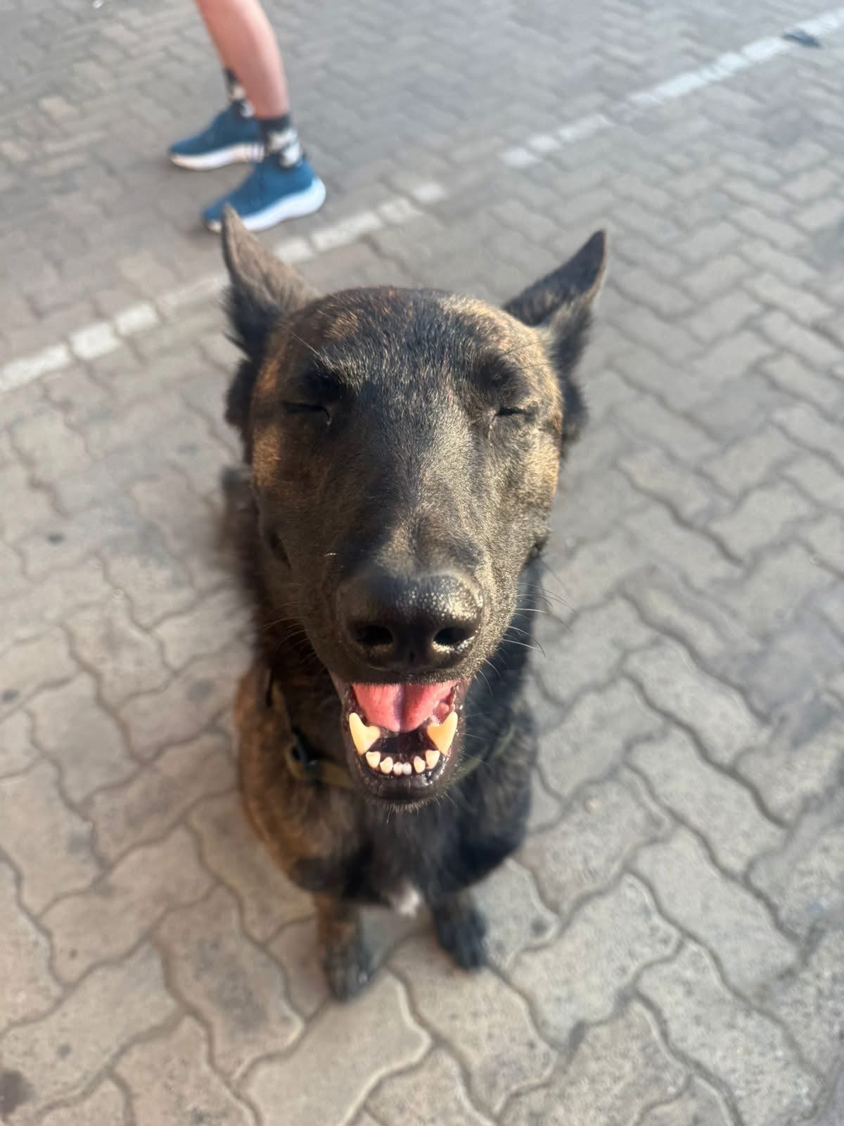CrossFit Indefinite — our gym mascot